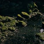 Moss-covered rocks by a tranquil riverbank, illuminated by sunlight, creating a serene and earthy scene.